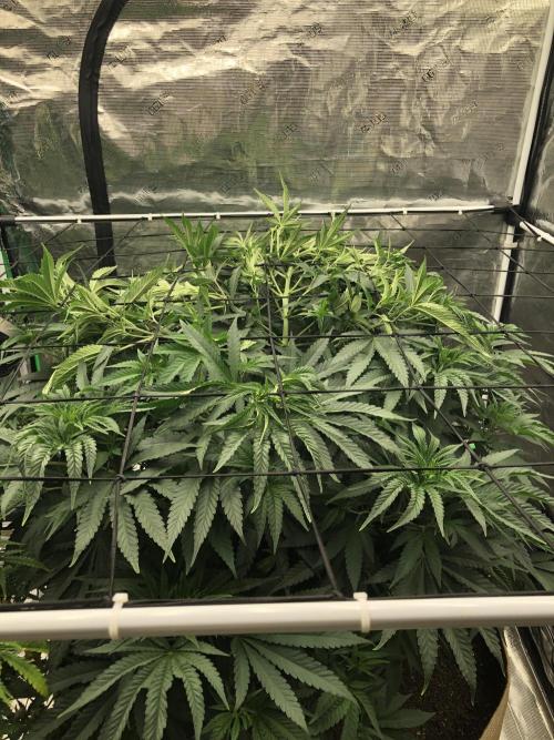 White Domina Kannabia Indoor Spring 26. Week 8