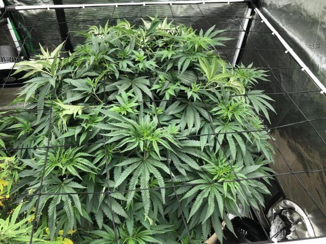 White Domina Kannabia Indoor Spring 26. Week 8
