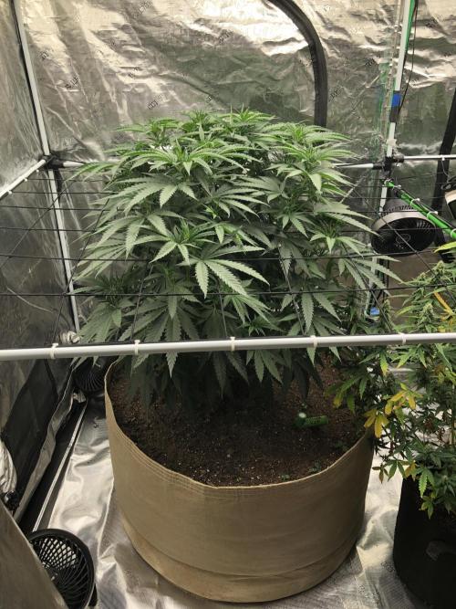 Critical Purple Kush Seedsman Indoor. Week 8