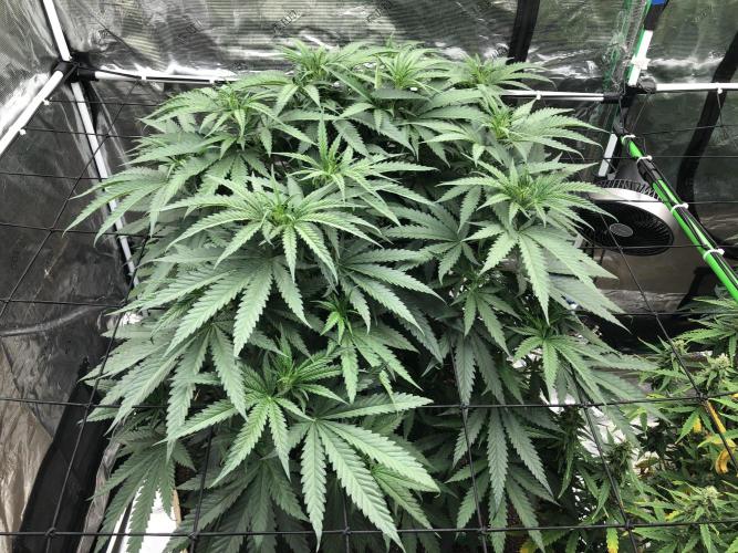 Critical Purple Kush Seedsman Indoor. Week 8