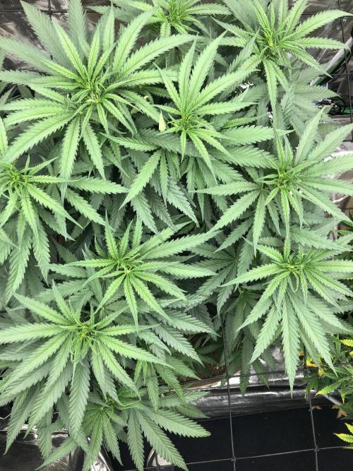 Critical Purple Kush Seedsman Indoor. Week 8
