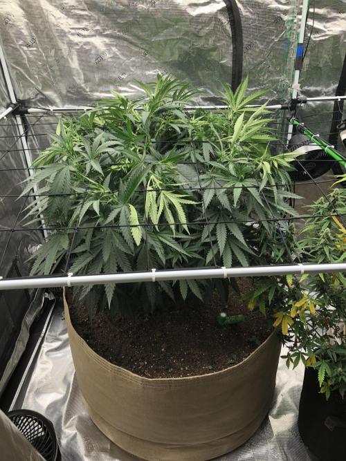 Critical Purple Kush Seedsman Indoor. Week 8
