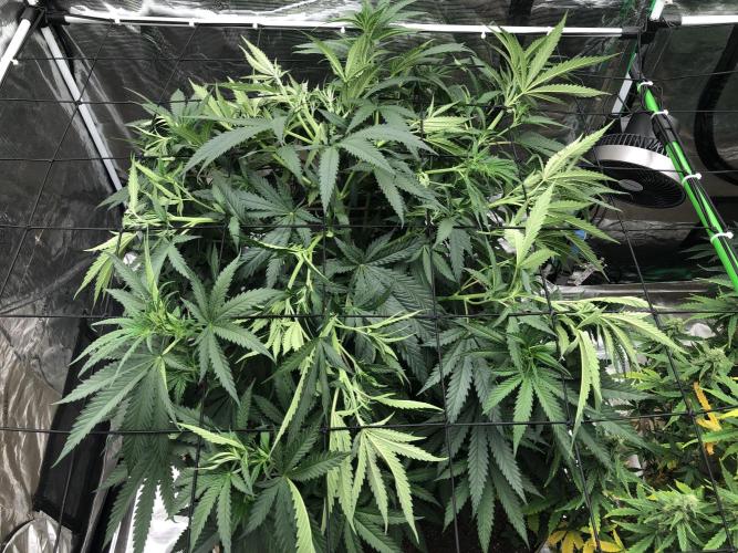Critical Purple Kush Seedsman Indoor. Week 8