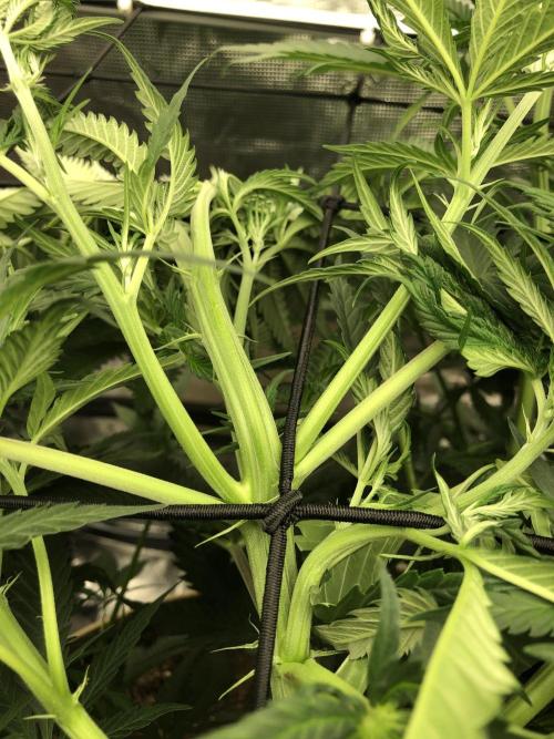 Critical Purple Kush Seedsman Indoor. Week 8