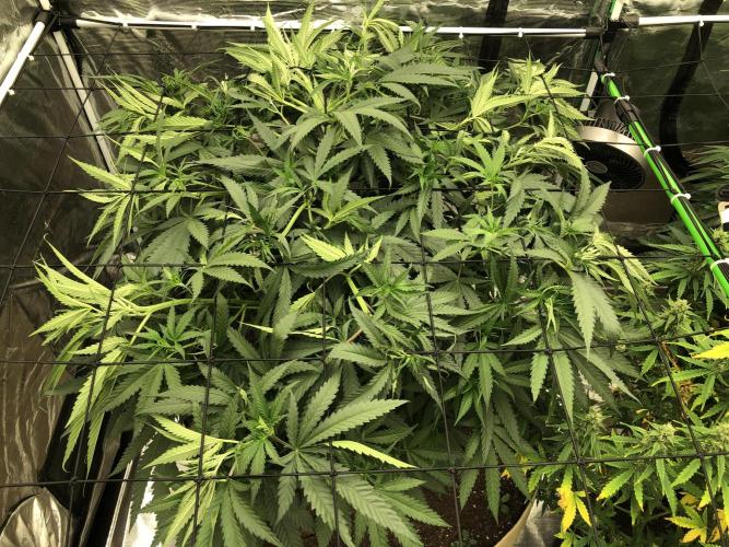 Critical Purple Kush Seedsman Indoor. Week 8