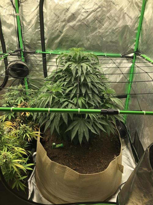 Colombian Jack Kannabia Indoor Spring 26. Week 8
