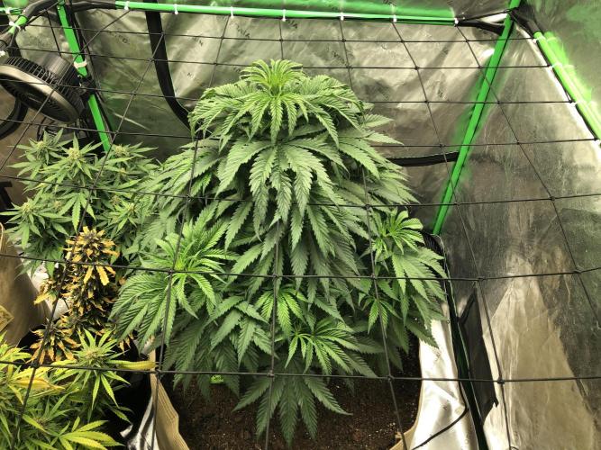 Colombian Jack Kannabia Indoor Spring 26. Week 8