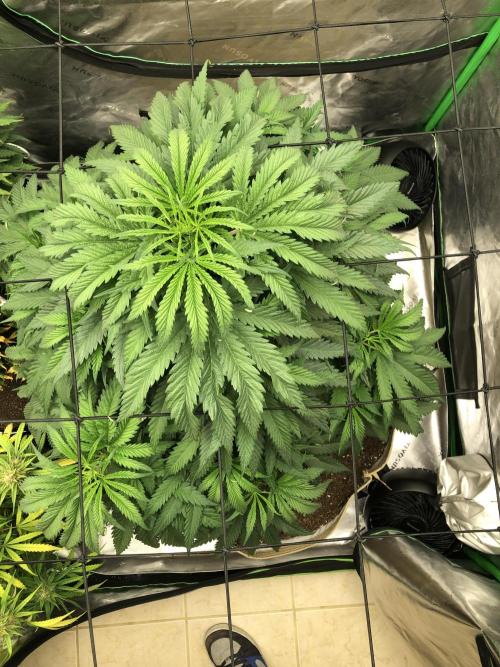 Colombian Jack Kannabia Indoor Spring 26. Week 8