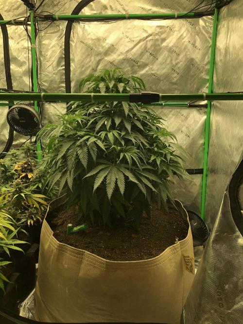 Colombian Jack Kannabia Indoor Spring 26. Week 8