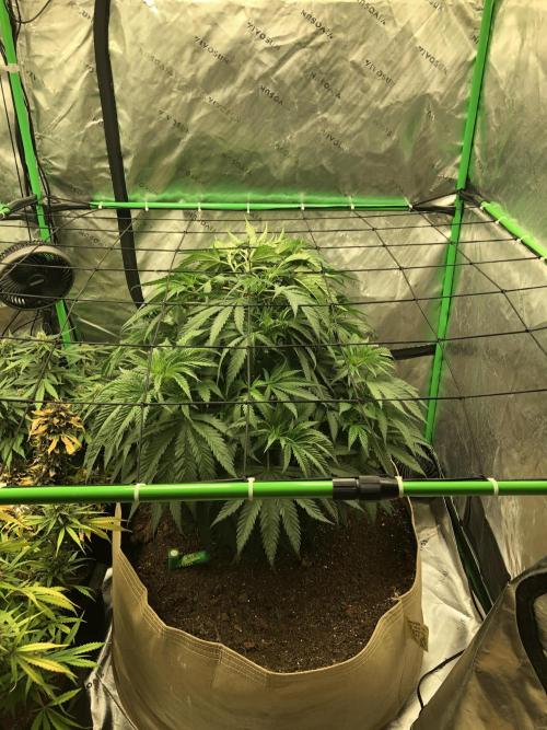 Colombian Jack Kannabia Indoor Spring 26. Week 8