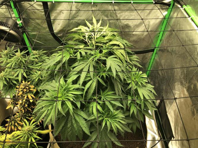 Colombian Jack Kannabia Indoor Spring 26. Week 8