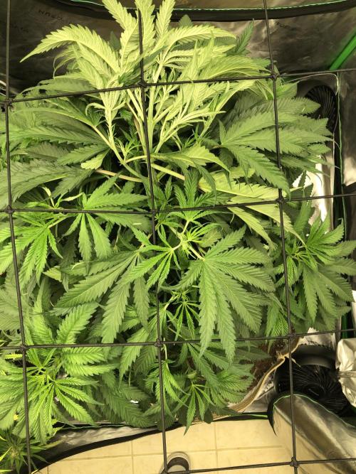 Colombian Jack Kannabia Indoor Spring 26. Week 8
