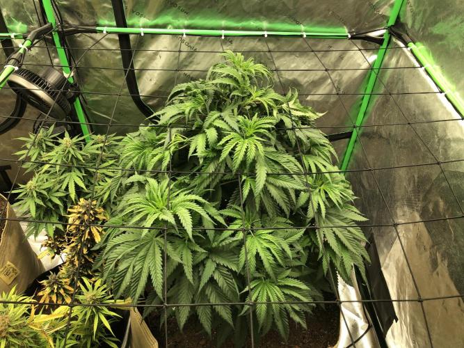 Colombian Jack Kannabia Indoor Spring 26. Week 8