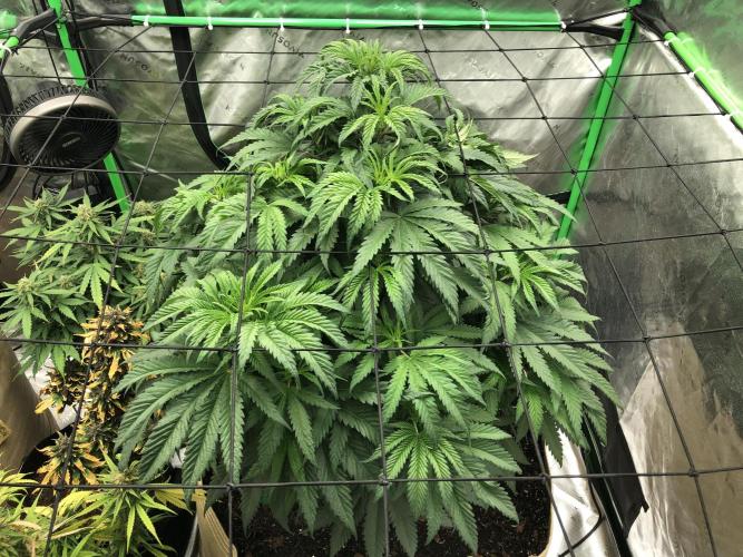 Colombian Jack Kannabia Indoor Spring 26. Week 8