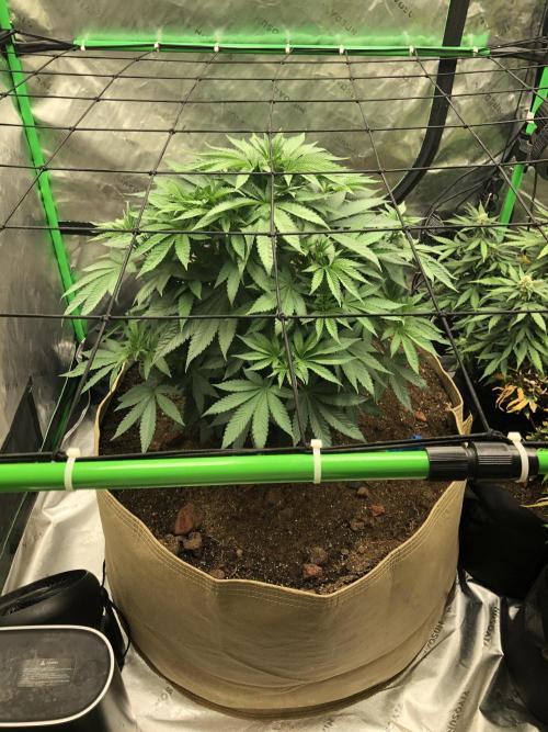 Karibbean Mango Indoor Spring 26. Week 7