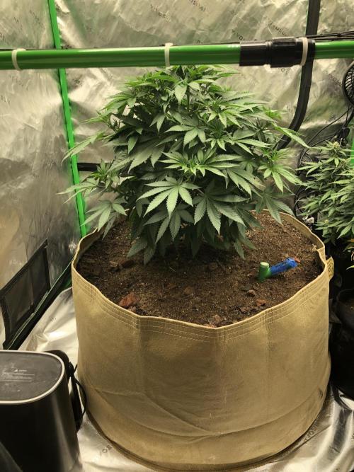 Karibbean Mango Indoor Spring 26. Week 7