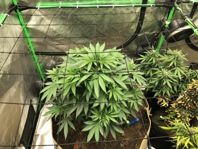 Karibbean Mango Indoor Spring 26. Week 7