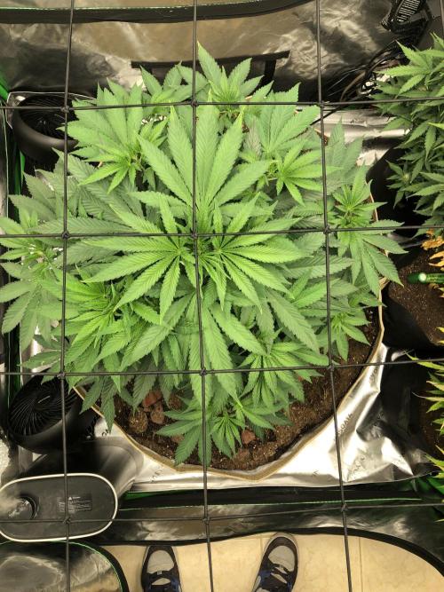 Karibbean Mango Indoor Spring 26. Week 7