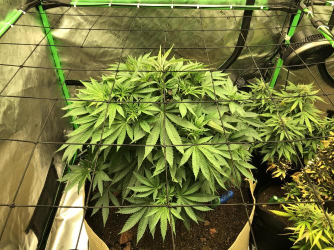 Karibbean Mango Indoor Spring 26. Week 7