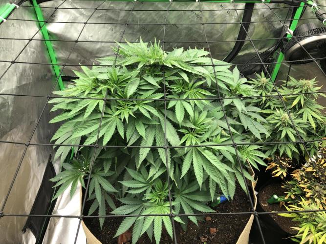 Karibbean Mango Indoor Spring 26. Week 7