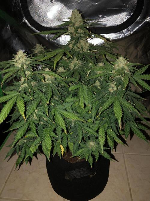 Gorilla Auto Fast Buds Indoor Spring 26. Week 9