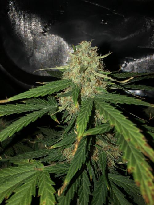 Gorilla Auto Fast Buds Indoor Spring 26. Week 9