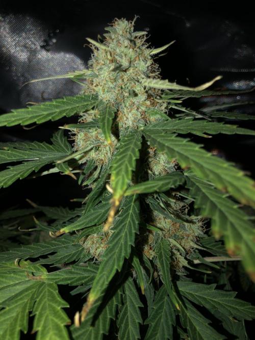 Gorilla Auto Fast Buds Indoor Spring 26. Week 9