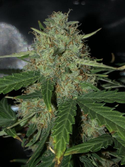 Gorilla Auto Fast Buds Indoor Spring 26. Week 9