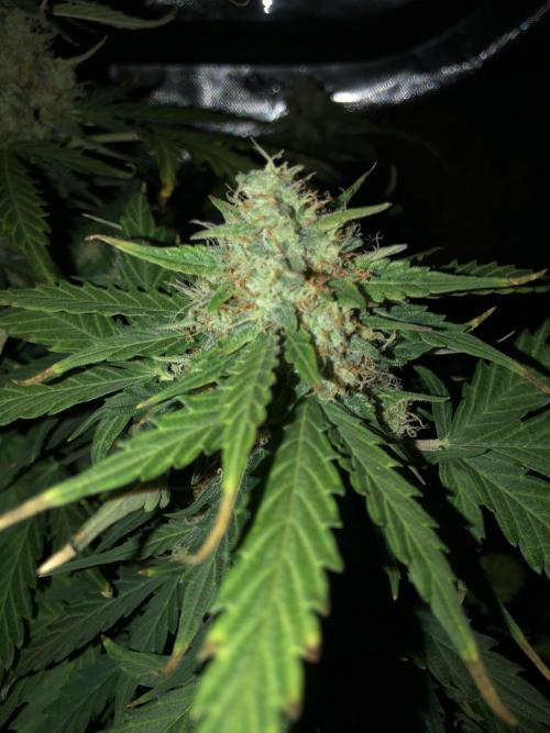 Gorilla Auto Fast Buds Indoor Spring 26. Week 9