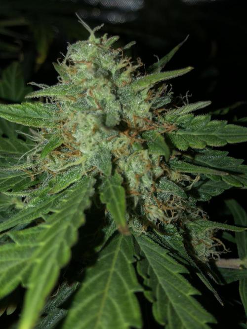 Gorilla Auto Fast Buds Indoor Spring 26. Week 9