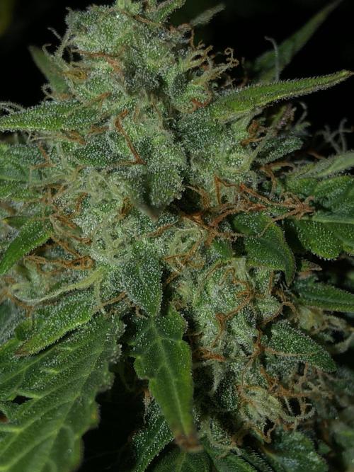 Gorilla Auto Fast Buds Indoor Spring 26. Week 9