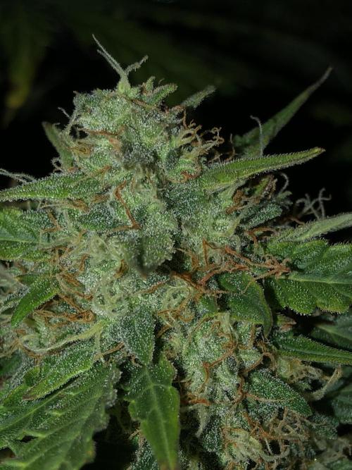 Gorilla Auto Fast Buds Indoor Spring 26. Week 9