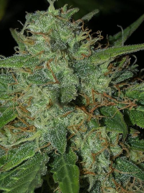 Gorilla Auto Fast Buds Indoor Spring 26. Week 9