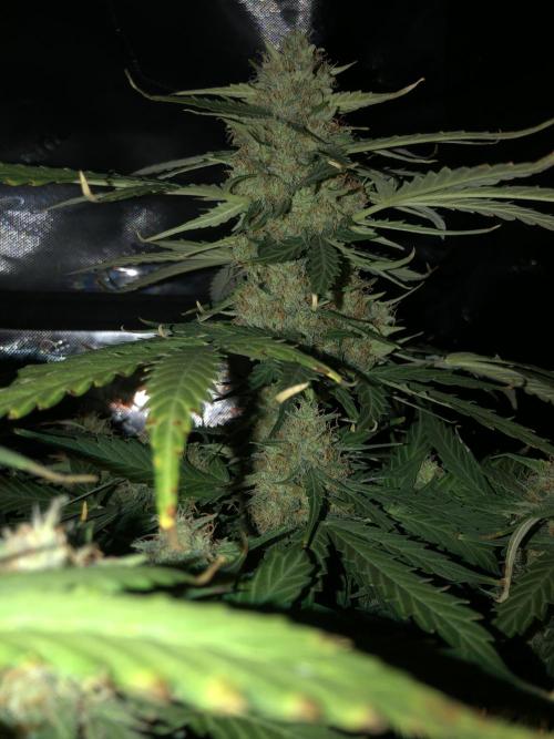 Gorilla Auto Fast Buds Indoor Spring 26. Week 9