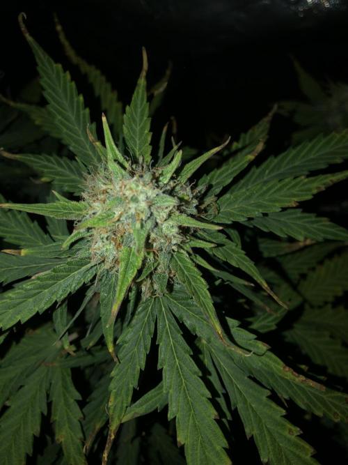 Gorilla Auto Fast Buds Indoor Spring 26. Week 9