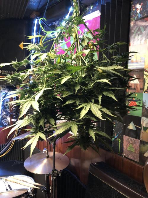 Gorilla Auto Fast Buds Indoor Spring 26. Week 9