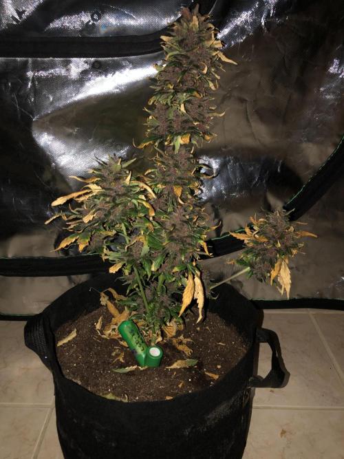 LSD-25 Auto Fast Buds Indoor Spring 26. Week 9