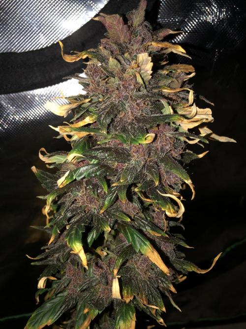 LSD-25 Auto Fast Buds Indoor Spring 26. Week 9