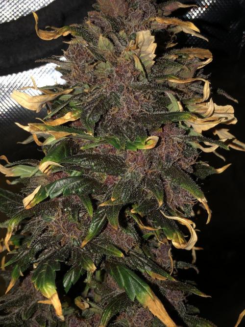 LSD-25 Auto Fast Buds Indoor Spring 26. Week 9