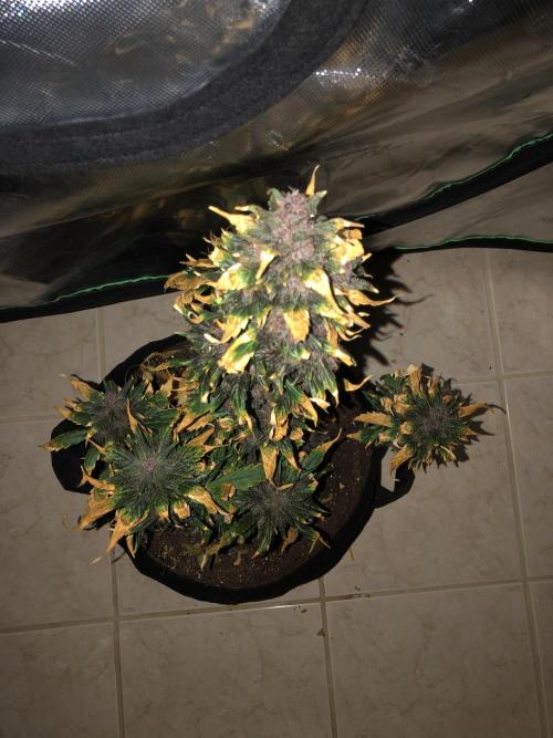 LSD-25 Auto Fast Buds Indoor Spring 26. Week 9