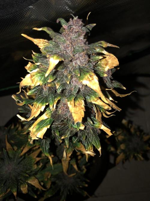 LSD-25 Auto Fast Buds Indoor Spring 26. Week 9