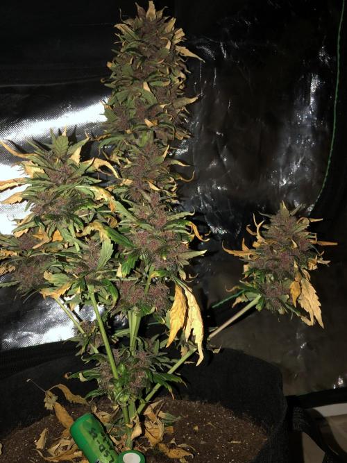 LSD-25 Auto Fast Buds Indoor Spring 26. Week 9