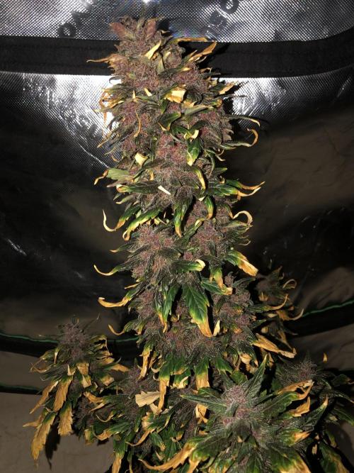 LSD-25 Auto Fast Buds Indoor Spring 26. Week 9