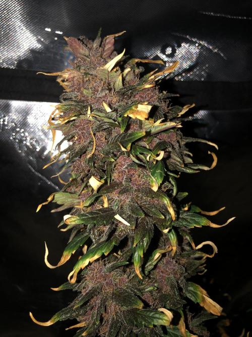 LSD-25 Auto Fast Buds Indoor Spring 26. Week 9
