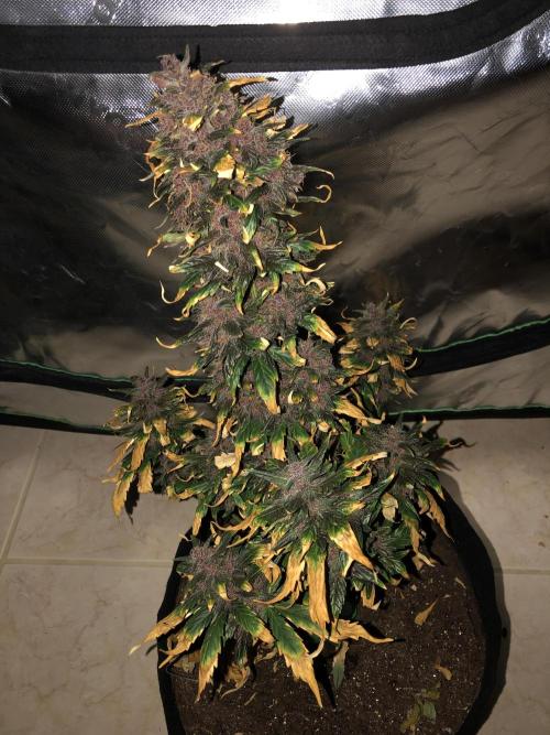 LSD-25 Auto. Week 9
