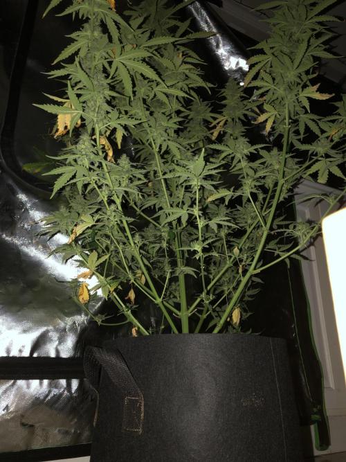 Purple Mimosa XL Auto Indoor Spring 26. Week 9