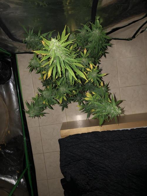Purple Mimosa XL Auto Indoor Spring 26. Week 9