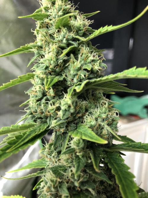 Purple Mimosa XL Auto Indoor Spring 26. Week 9