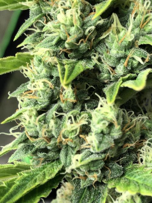 Purple Mimosa XL Auto Indoor Spring 26. Week 9