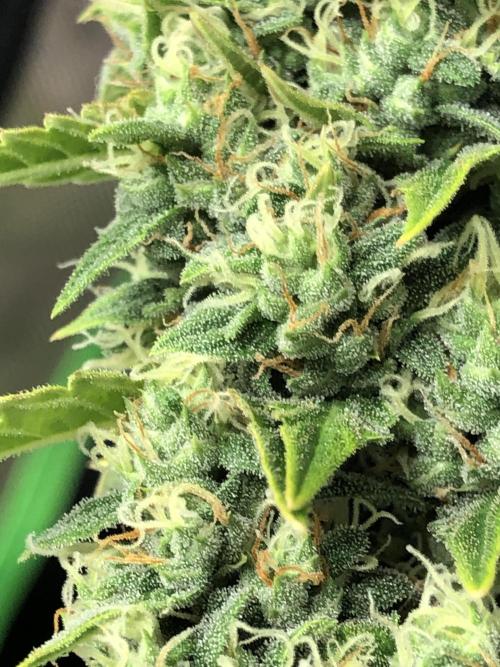 Purple Mimosa XL Auto Indoor Spring 26. Week 9